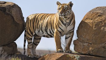 Ranthambore Tour From Delhi