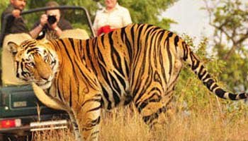 Golden Triangle Tour With Ranthambore