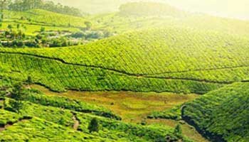 Bangalore Mysore Ooty Tour